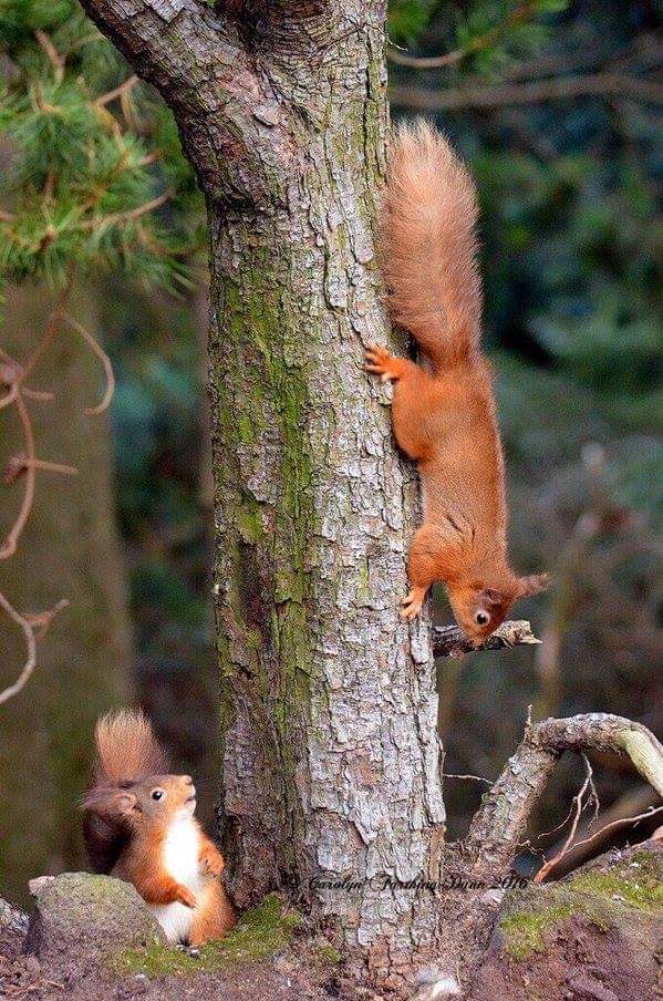 Happy #SquirrelAppreciationDay