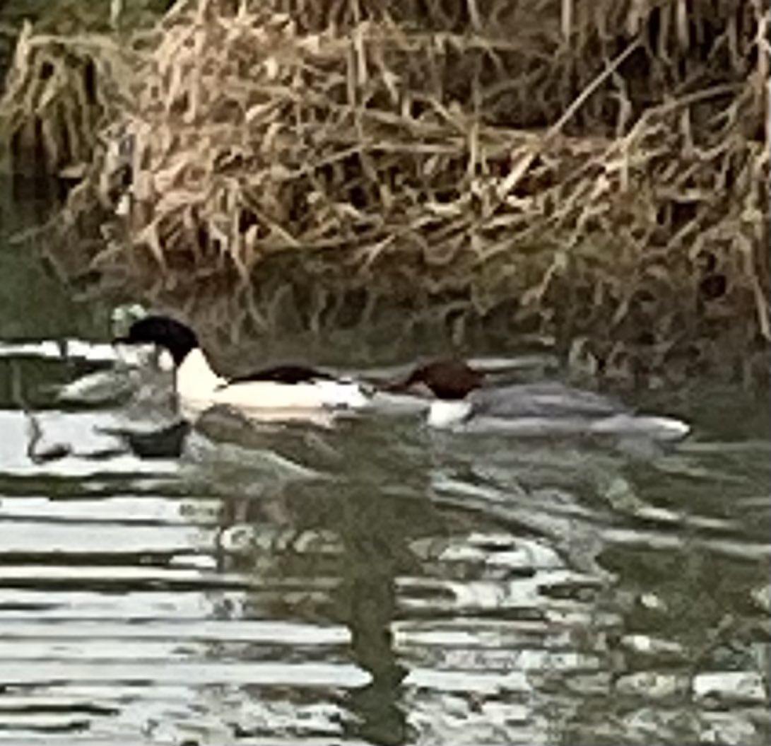 Morning anyone know what this pair is in my local Great River Ouse in Stony Stratford? #Winterwatch 🦆