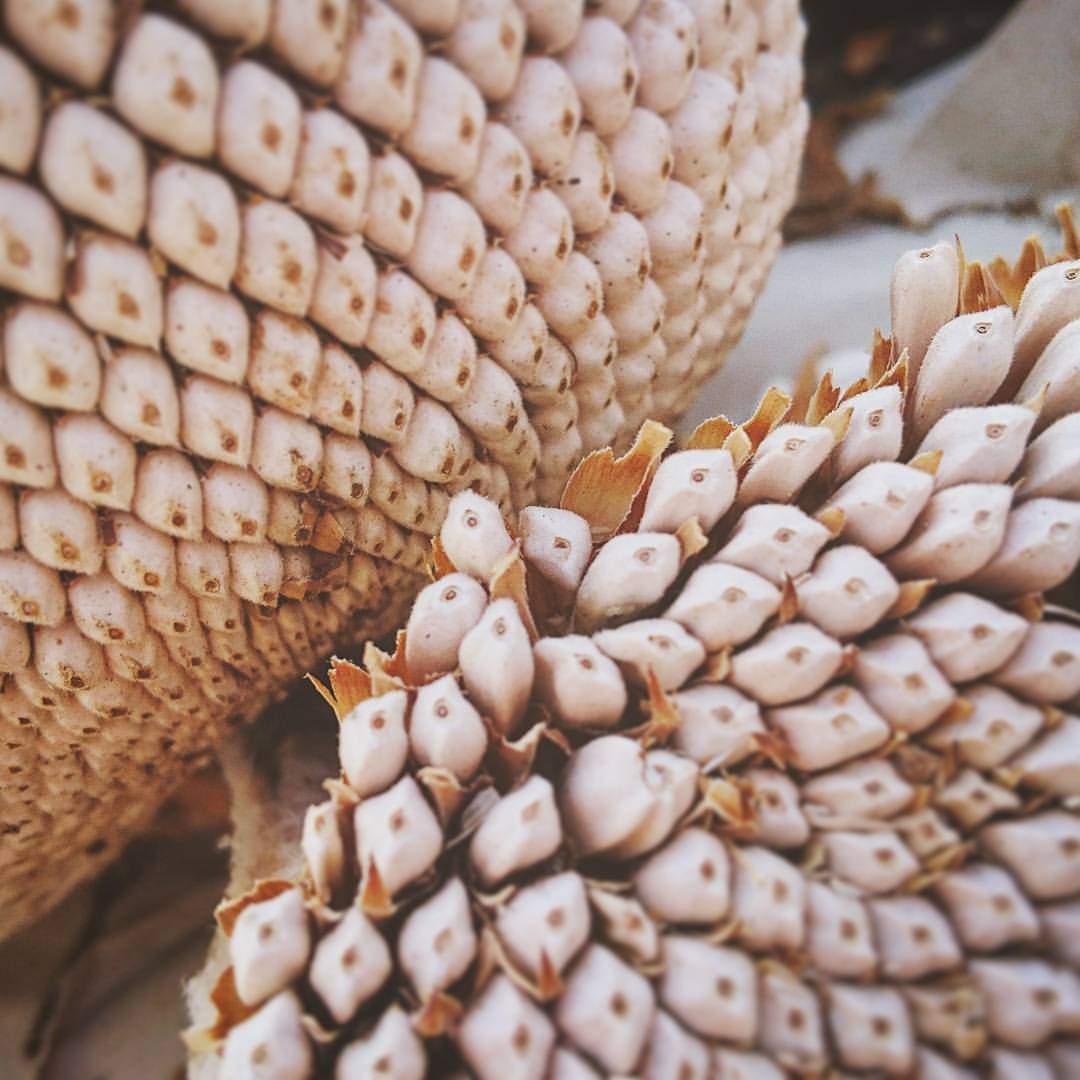 Just one good seed thrown could lead to thousands more to sow. So why are people's bellys empty and our minds starved of what we should know?
.
.
.
#thoughtfortheday #seedtosow #anotherdayattheoffice #grow #growyourown