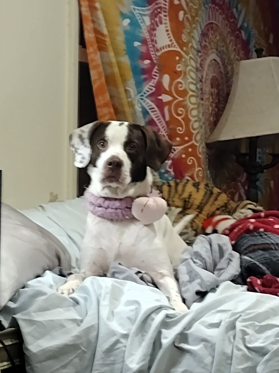 Redbeard00420's tweet photo. My girl Daisy and her peach 🥴🥺🤣 https://t.co/zniZfmbIWY