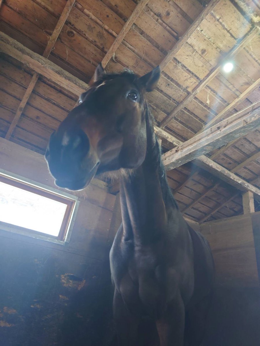今、気がついた(^^;
レッドスプリンガー、引退後が気になってたけど
北海道へ行ったんだね。よかった！
しっかり怪我を治して第二の馬生を謳歌してね！ 