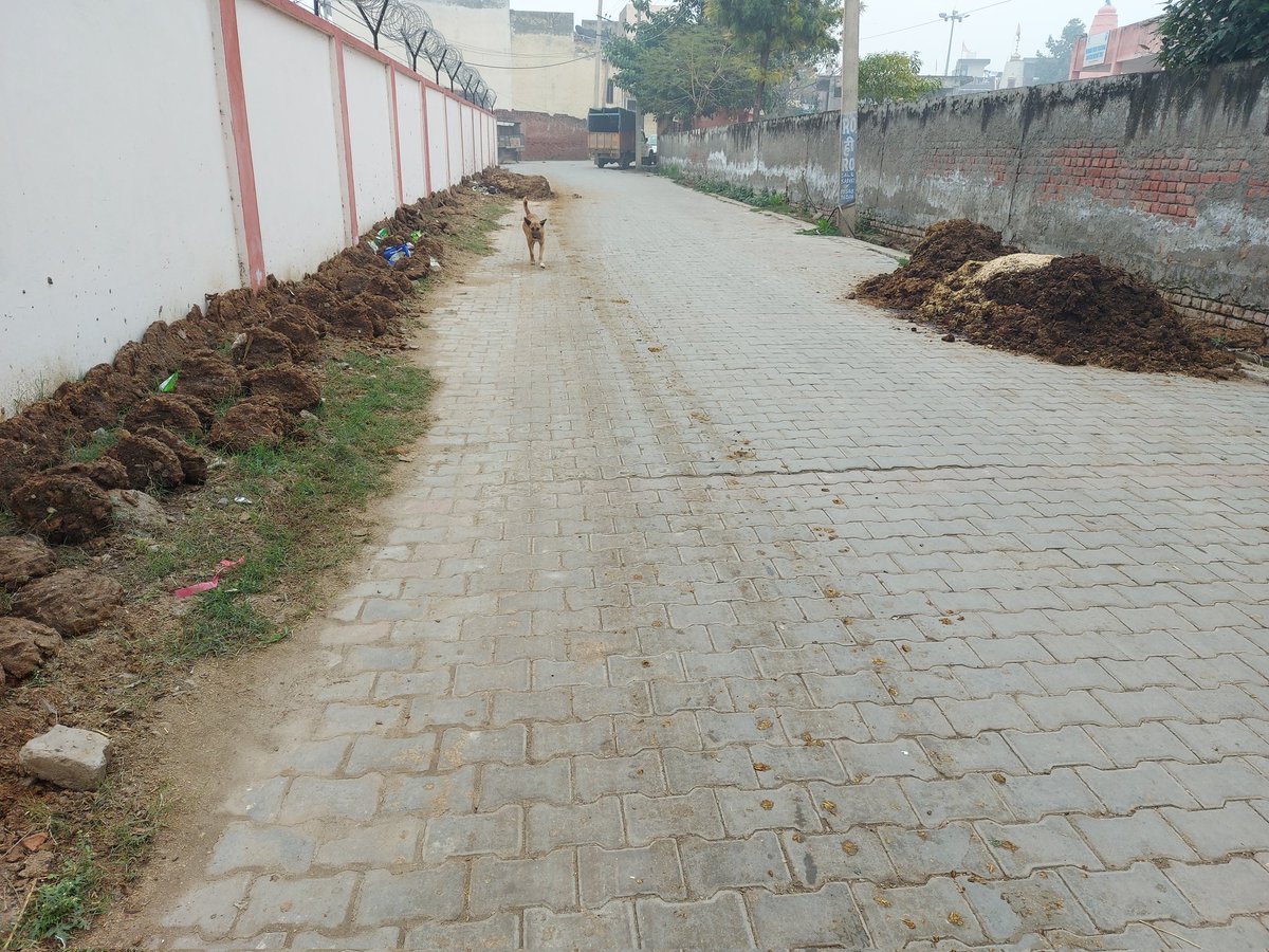 chander95jangra's tweet photo. Some near by milk dairy throw cow dunk in open area on district jail road ,dogra gate kaithal.please do something @cmohry @anilvijminister @dckaithal @DiprHaryana @BJP4Haryana @ANI https://t.co/kPsmbxdDDA