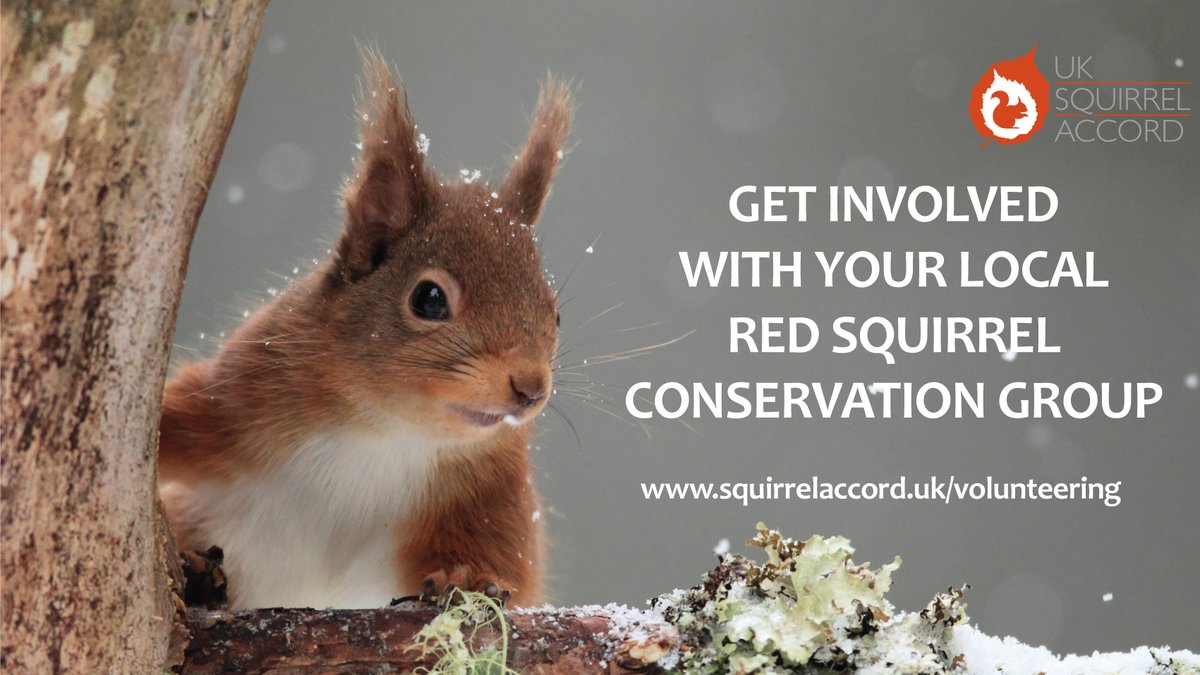 Thanks to the collaborative work of organisations, #redsquirrel #conservation groups and landowners, #redsquirrels can still be seen in the UK. #Getinvolved with & support a group near you to boost the future of this #endangered #mammal. #wildlife #RedSquirrelAppreciationDay
