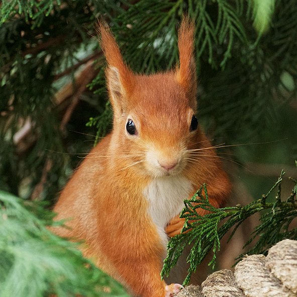 British Wildlife Centre tweet media