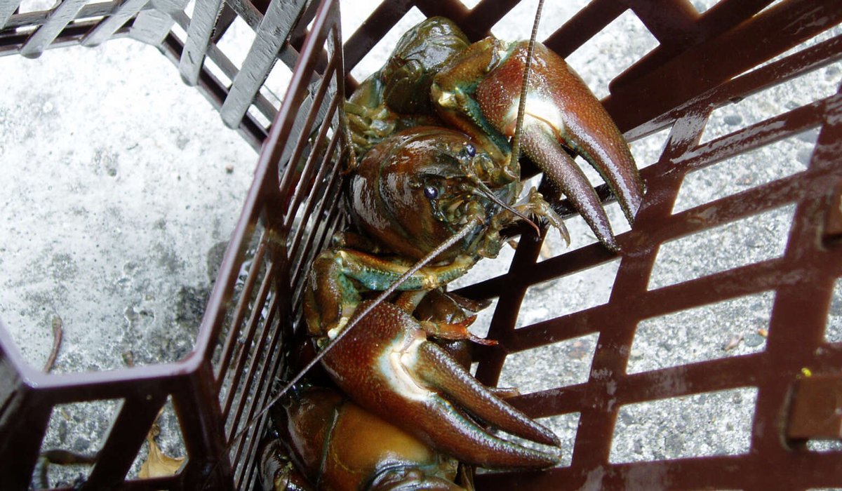 Invasive Krebsarten 🦀 wie der Signalkrebs sind eine Bedrohung der #Artenvielfalt in hessischen Gewässern🌊: Sie übertragen Krankheiten und verdrängen einheimische #Krebse. Hier könnt ihr euch informieren und invasive Arten melden: https://t.co/HrT6YROXdO https://t.co/DLY2nQ4wLh