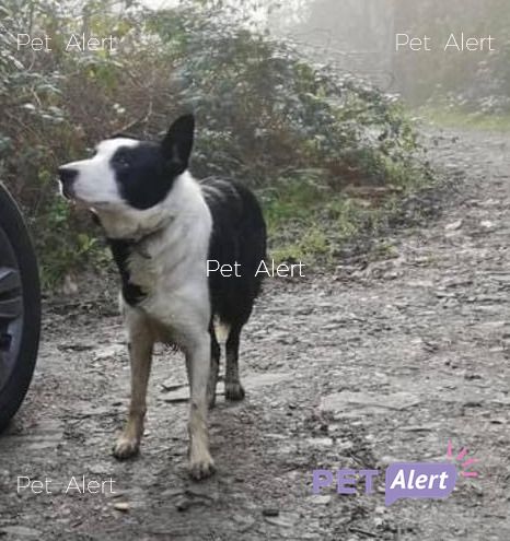 AdoptionsUk's tweet photo. Please retweet to HELP FIND THE OWNER of this Collie SIGHTED FFYNONE WATERFALLS #PEMBROKESHIRE #WALES Flag of Wales
SEEN JAN 18TH CAR PARK SA37.

She must be very cold and scared, please share.
MORE INFO👇
https://t.co/4DWQTIJmlF
#DogsofTwittter  #Collie #Missing #lost #UK https://t.co/lR1dUvKGlz