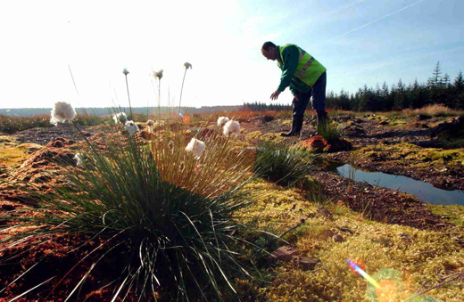 Research conducted by @Scapillifolium has helped secure £1m pledge for crucial restoration of historic Border Mires, one of the UK’s most important peatlands. This will help tackle climate change and boost biodiversity 🌏🪰 ncl.ac.uk/nes/news/news-…