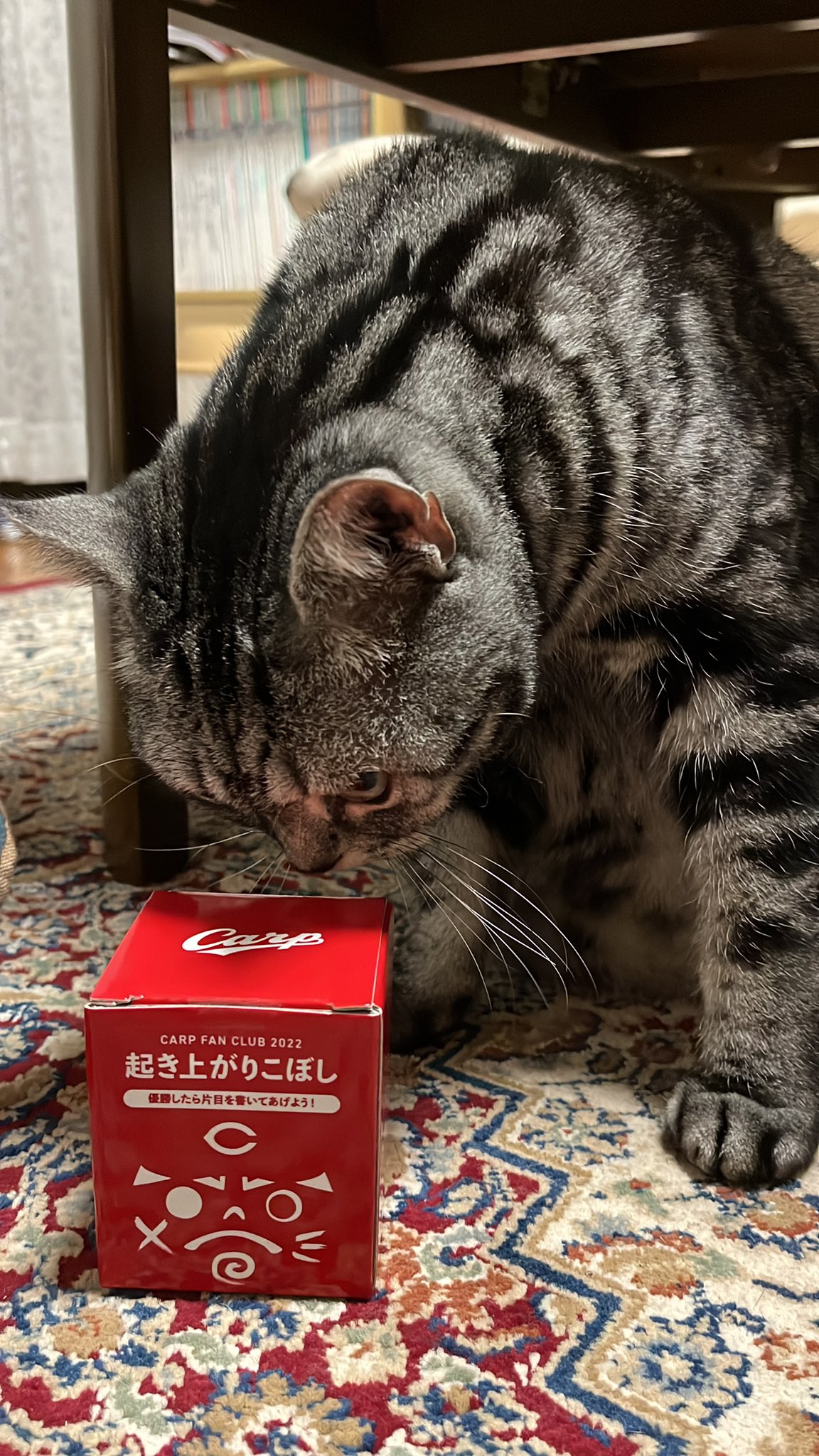 ミーちゃん Miichancatdayo Twitter