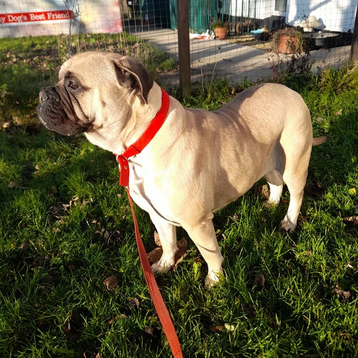 AdoptionsUk's tweet photo. Please retweet to help Daisy find a home #DURHAM #ENGLAND
Bull Mastiff aged 4, she can live with older children as the only pet. Please contact the shelter directly for details or to APPLY👇
https://t.co/eEa1BfHvNk
#dogs #DogsofTwittter https://t.co/4cSifyKAzP