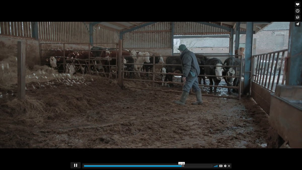 Steven_Derby's tweet photo. Film about a beef farmer who battles with his conscience every time he takes his cows to slaughter https://t.co/aF4s4Xpbvs
#film #vegetarian #vegan #ahimsa #EEBAFTAs #BAFTA #73Cows #farming #farmer #cows https://t.co/YZEoM7FQmN