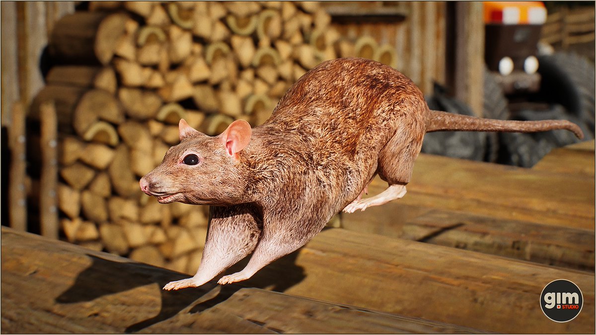 GiManimations's tweet photo. #degu #rat #animalia #gameart #UnrealEngine #unity3d https://t.co/ioFFh8ztRi