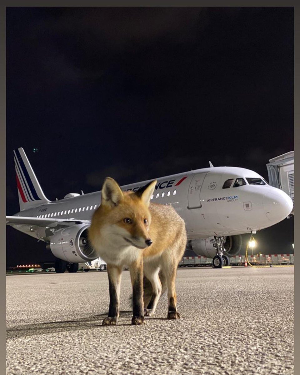 🇫🇷🔴daph🔴🇫🇷🇮🇱 tweet media