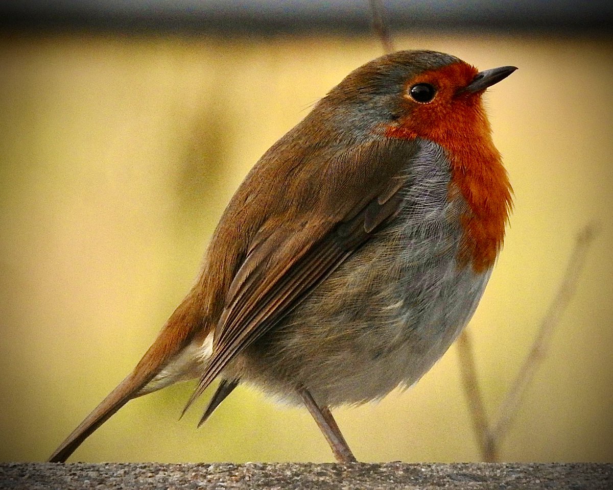 AledHall's tweet photo. Cwmpeini amser brecwast…y partner bach ffyddlon❤️
#RobinGoch
Company for breakfast…my little faithful pal❤️
@StormHour @ThePhotoHour @Natures_Voice @RSPBCymru
#wildlifephotography #birdphotography #nature
#Robin https://t.co/bwx3FGElAe