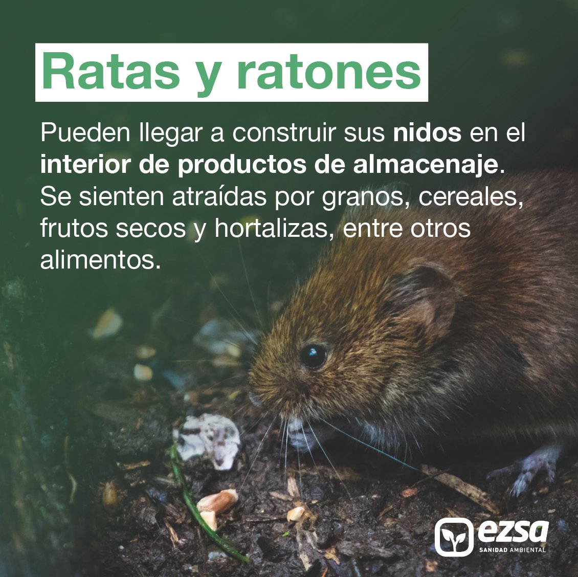 EZSA_'s tweet photo. 🐛Un problema de plagas en el proceso de manufacturación puede significar el deterioro de materia prima, daños en instalaciones y pérdidas económicas y de reputación🙅‍♂️

Aquí te contamos cuáles son las principales plagas que atacan a la industria alimentaria👇👇👇 https://t.co/YWV1yOwV8Y