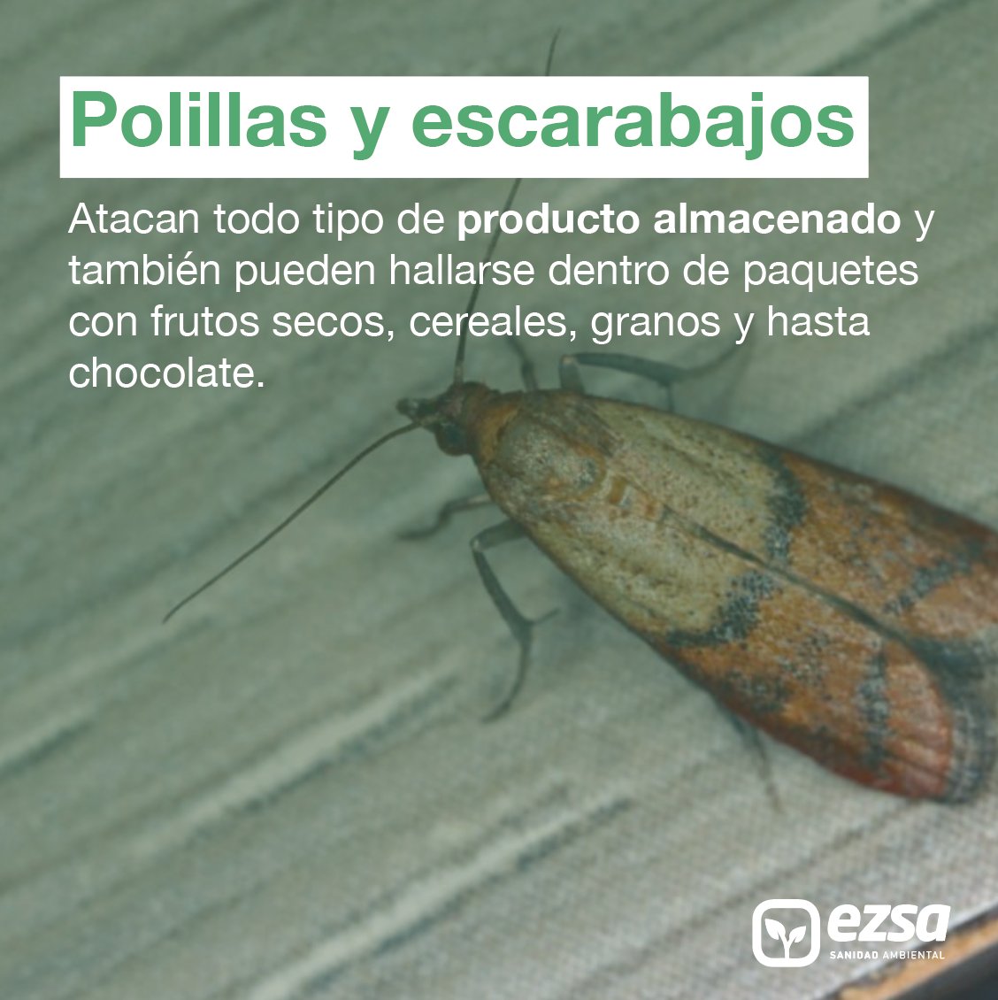 EZSA_'s tweet photo. 🐛Un problema de plagas en el proceso de manufacturación puede significar el deterioro de materia prima, daños en instalaciones y pérdidas económicas y de reputación🙅‍♂️

Aquí te contamos cuáles son las principales plagas que atacan a la industria alimentaria👇👇👇 https://t.co/YWV1yOwV8Y