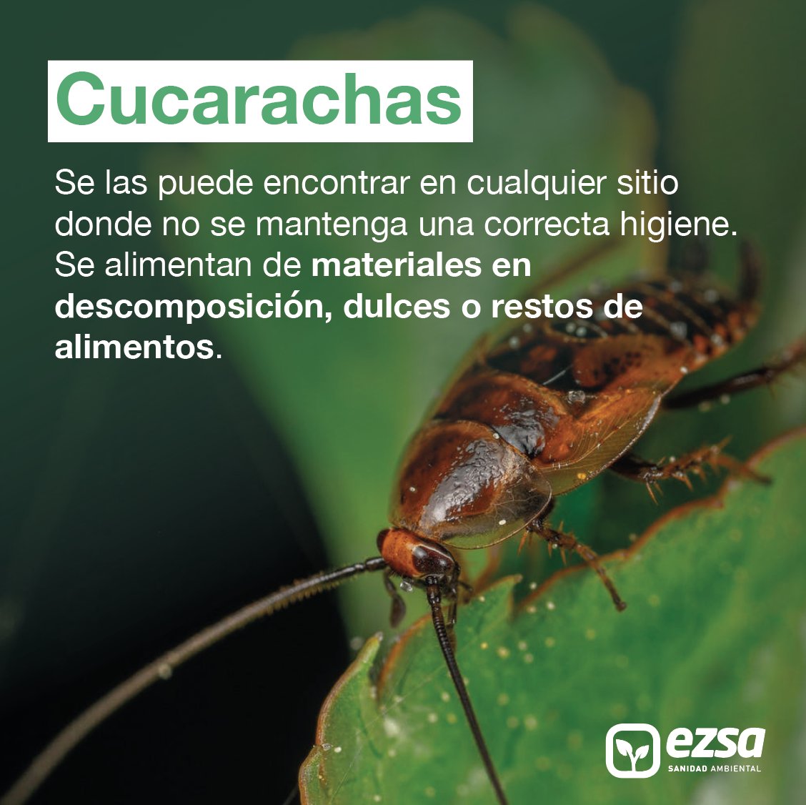 EZSA_'s tweet photo. 🐛Un problema de plagas en el proceso de manufacturación puede significar el deterioro de materia prima, daños en instalaciones y pérdidas económicas y de reputación🙅‍♂️

Aquí te contamos cuáles son las principales plagas que atacan a la industria alimentaria👇👇👇 https://t.co/YWV1yOwV8Y