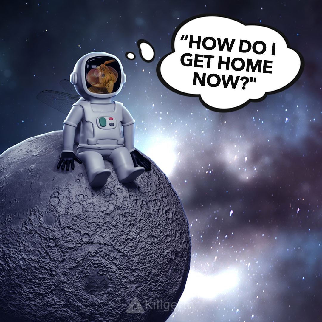 Killgerm's tweet photo. Happy Friday, the sun is shining so lets start the day the right way with a fun fact...
Did you know that fruit flies were the first living creatures to be sent into space. ππ
#funfactfriday #didyouknow #chemunity #pestcontrol #killgerm https://t.co/9ujZXOhS20