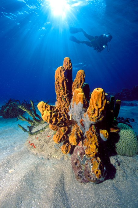 The best way to observe a fish is to become one and dive in Saint Lucia!

#adventure #luxury #travel #diving #saintlucia #stlucia #ansechastnet