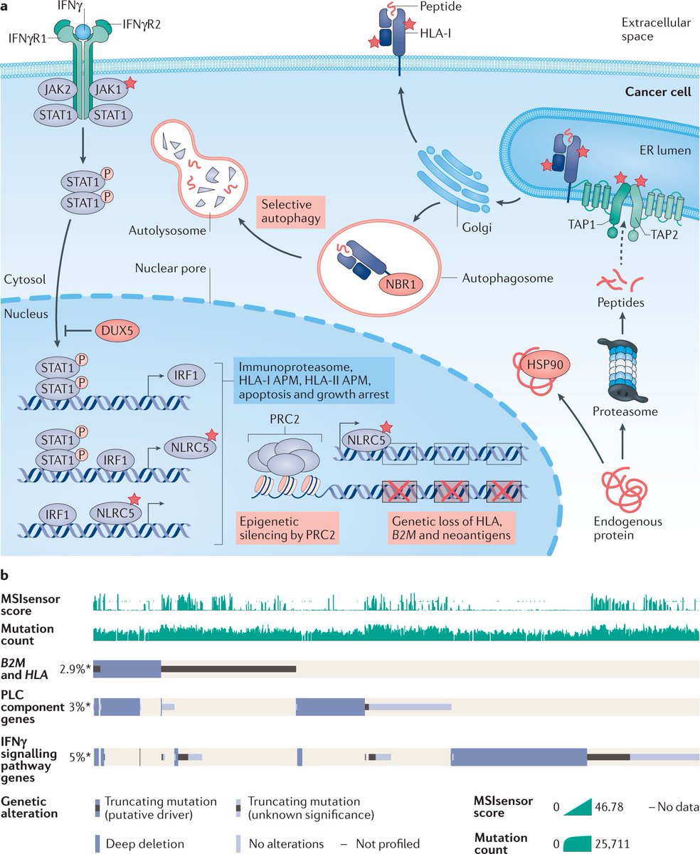 NatureRevCancer's tweet image. Our 6th most downloaded article of 2021: Antigen presentation in cancer: insights into tumour immunogenicity and immune evasion 
by S Jhunjhunwala, C Hammer &amp;amp; L Delamarre
go.nature.com/3bt1Yor

#ImmuneEvasion #ImmuneCheckpointInhibition
@genentech
@NatResCancer
#NRCtop10of2021