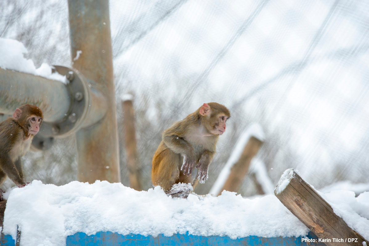 Snow!
Fun fact: Our rhesus macaques prefer to take the "paths" that someone else has already cleared.