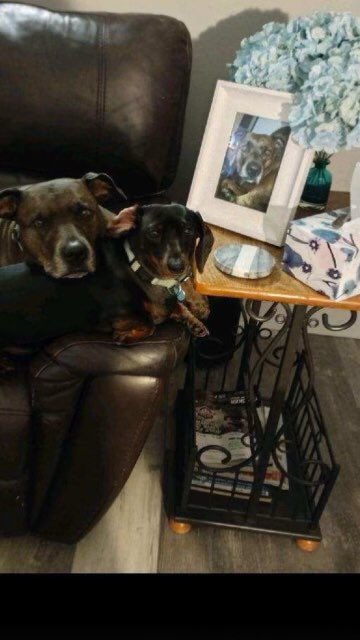 PrangleyWeather's tweet photo. Daisy and Indie say stay warm! #PetFriendlyFriday #FCNStorm @FCN2go https://t.co/CXMfapAfyA
