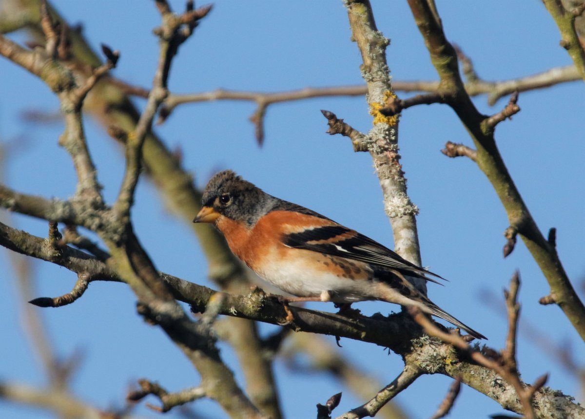 naturetrektours's tweet photo. During this recent cold snap, our bird feeders at Naturetrek HQ have been a hive of activity! We now have three Bramblings present, including two spectacular males! Many thanks to @Eyebrook_Birds for keeping our feeders fully stocked! @hantsbirdnews #birding https://t.co/cf4NOe1LOf