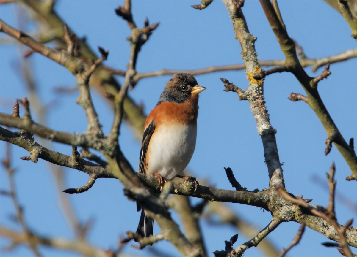 naturetrektours's tweet photo. During this recent cold snap, our bird feeders at Naturetrek HQ have been a hive of activity! We now have three Bramblings present, including two spectacular males! Many thanks to @Eyebrook_Birds for keeping our feeders fully stocked! @hantsbirdnews #birding https://t.co/cf4NOe1LOf