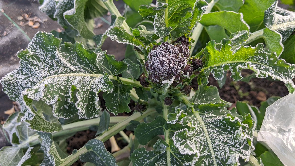 Cold but beautiful on the allotment this morning harvesting purple sprouting broccoli.