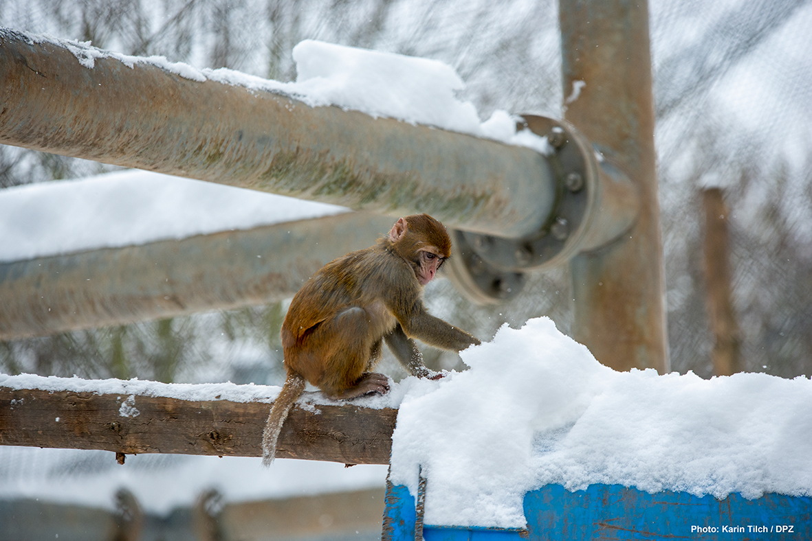 Clearing snow is probably not the favorite activity of our rhesus macaques.