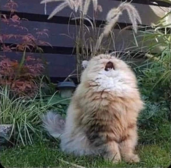 Dzintra - Author tweet media