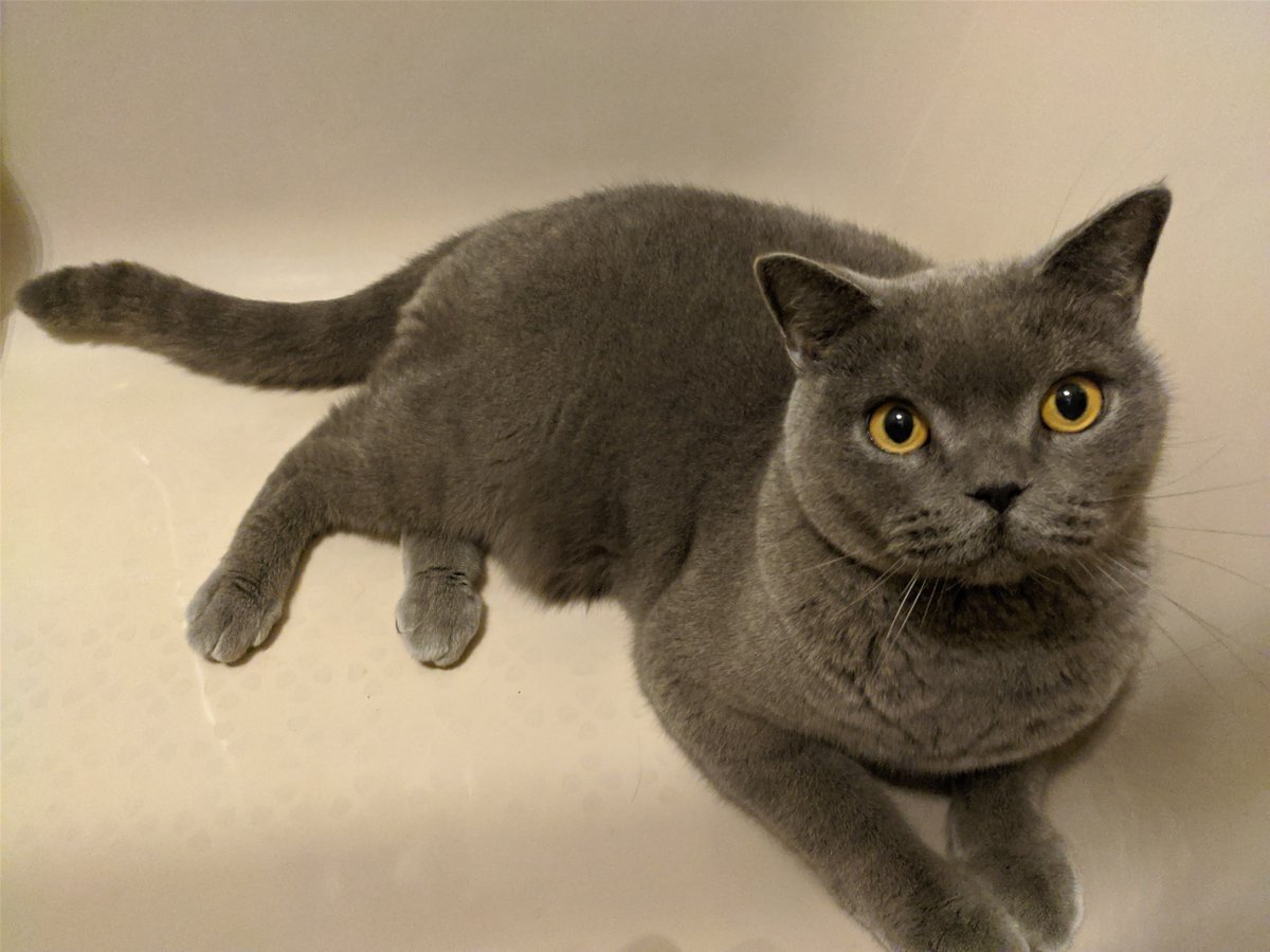 FranAnon's tweet photo. Gato perdido en #ACoruna . Zona Maria Pita, Ciudad Vieja. Puede estar herido. Se agradece hacer correr la voz. Tiene chip @CiudadViejaCoru @Policia_Coruna @A_Coruna https://t.co/jSWi5CCDlj