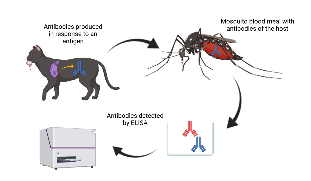 Xenosurveillance proof-of-principle: Detection of Toxoplasma gondii an... sciencedirect.com/science/articl…