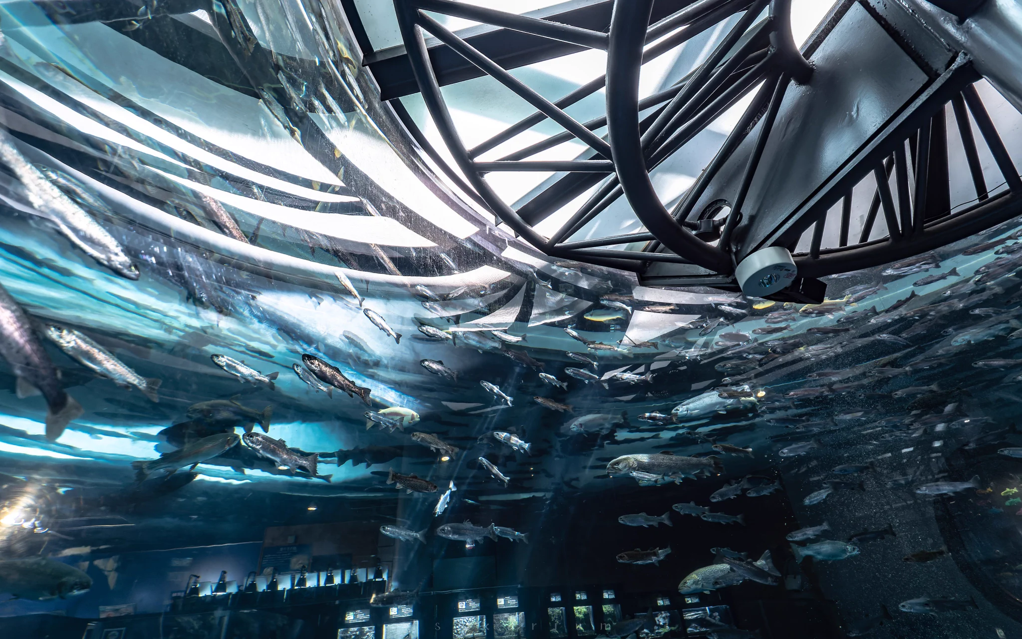 まるで別世界にいるみたい！山梨県の森の中の清涼感抜群な水族館！