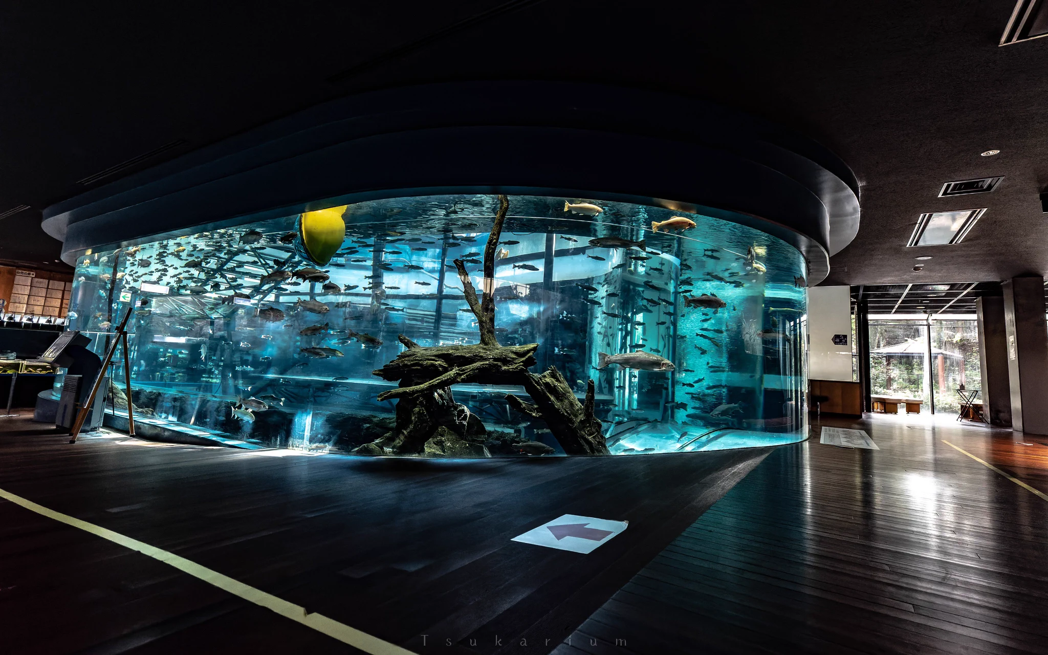 まるで別世界にいるみたい！山梨県の森の中の清涼感抜群な水族館！