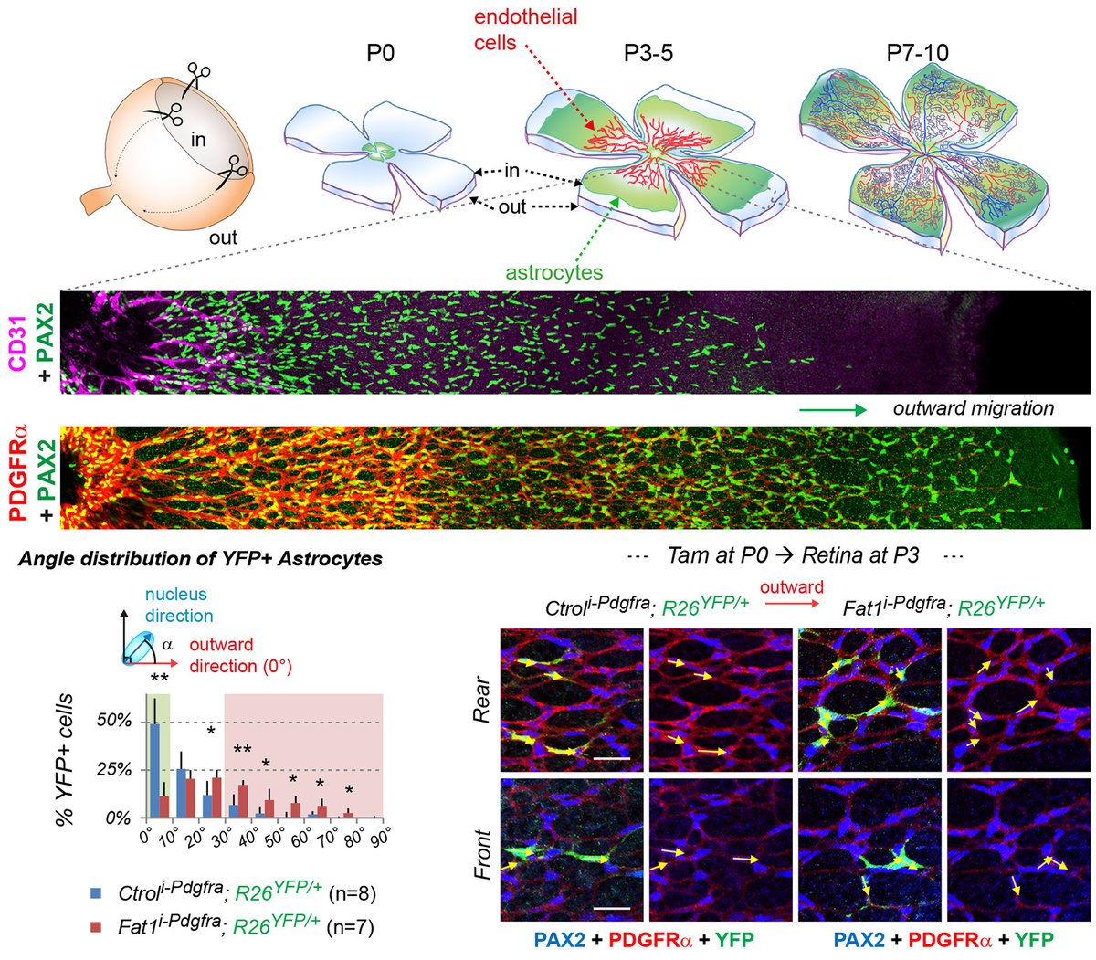 Happy to share this work, out in <a href="/Dev_journal/">Development</a>, on how the regulation of retinal astrocyte migration and maturation by the FAT1 Cadherin impacts retinal vascular development |
journals.biologists.com/dev/article/14…