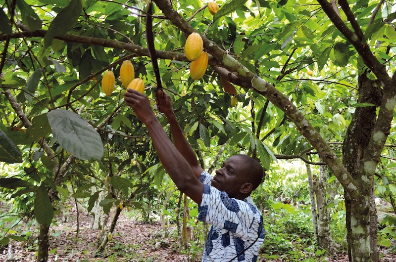 confectionprod's tweet photo. Ghana's cocoa board, Cocobod, refers suspected child labour cases to police, as arrests are made @ghcocobod #Ghana #cocoaboard #chocolate #agriculture #farming #confectionery #arrests #childlabour #confectioneryproduction...https://t.co/hfFDeQSWf5 https://t.co/M6jFd4DrDR