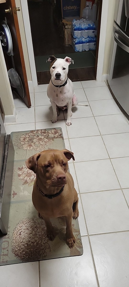 SubmarineMike88's tweet photo. @FCN2go @LewTurner #petfriendlyfriday Crosby in front, Geno in back https://t.co/W4xTtlinq9