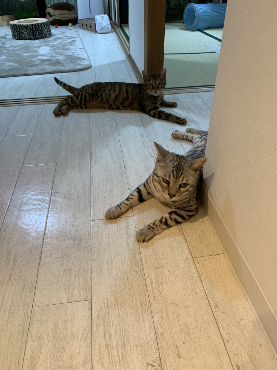 leon_0830_'s tweet photo. 夜の大運動会後のぬっこ
疲れ果てとるやん😂
＃ベンガル　＃ベンガル猫　＃猫　＃キャット　＃cat https://t.co/BpLIWdO6u1