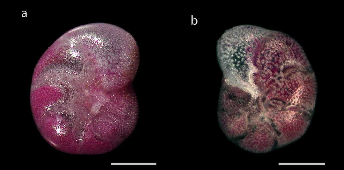 Quinqueloqulina's tweet photo. Our latest research on #Arctic #intertidal #forams published with @SpringerNature in Polar Biology! https://t.co/w1VNW7Czmt https://t.co/fm7tGEufKf