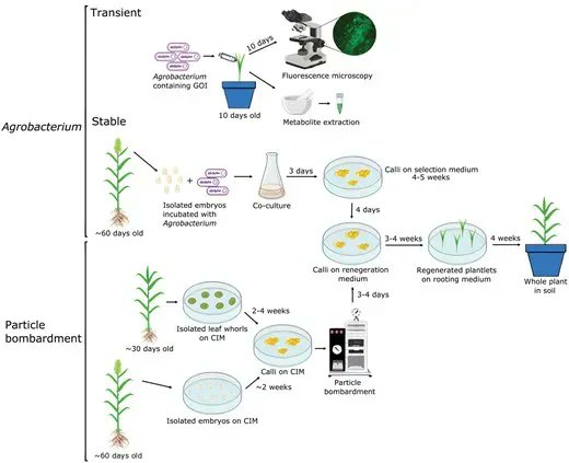 Progress and challenges in #sorghum biotechnology, a multipurpose feedstock for the bioeconomy https://t.co/13qvgLtNhm @tallytans Jason B Thomas, Jeff Dahlberg, Seung Y Rhee & Jenny C Mortimer
#openaccess https://t.co/vsB8zg22fY