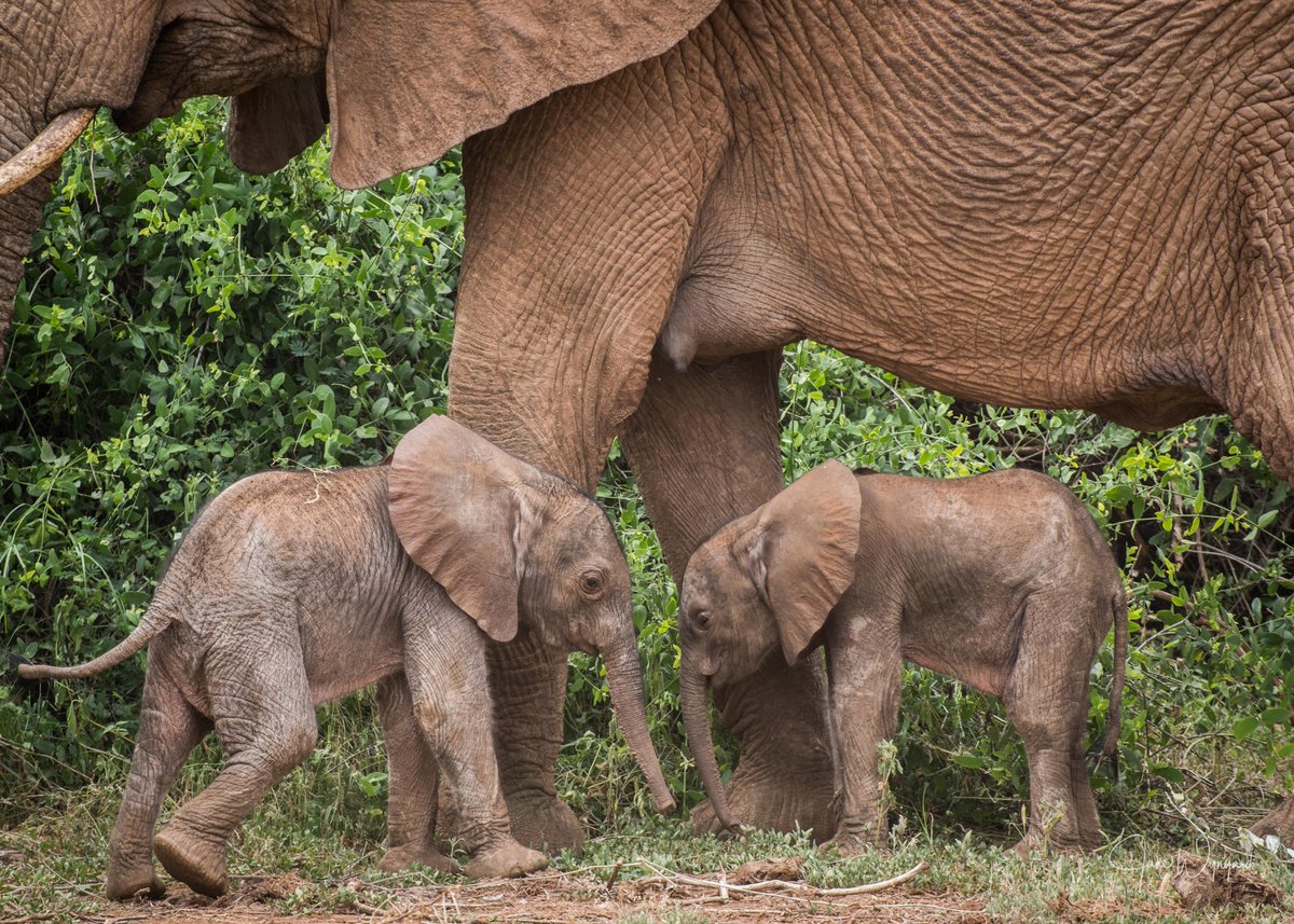 The next couple of weeks will be crucial for Samburu’s new elephant twins though STE’s Founder and President, Dr Iain Douglas-Hamilton, remains “cautiously hopeful” of their survival. Read more: bit.ly/3KyMJtC

📷 Jane Wynyard/Save the Elephants
