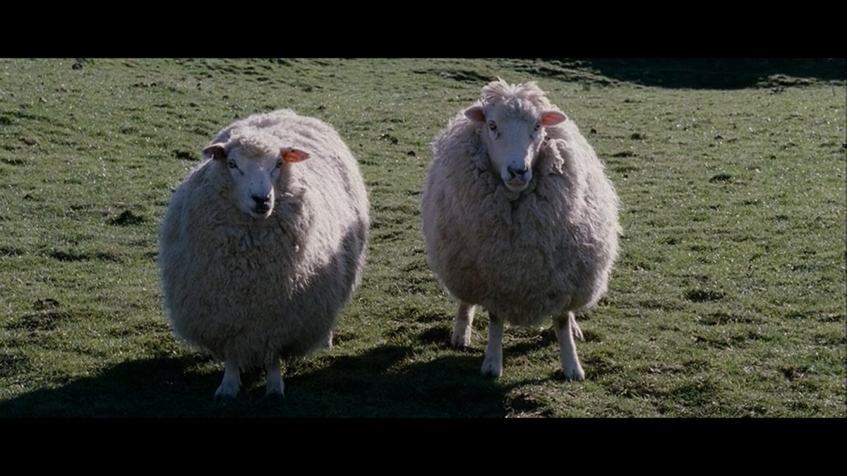 посмотрела потрясающе овечный фильмтам есть генная инженерия, овца-мутант, похожая на бешеного крысопоссума, очень много мягких прекрасных овечек разной степени плотоядности