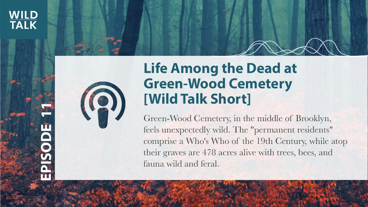 WildTalk tweet media