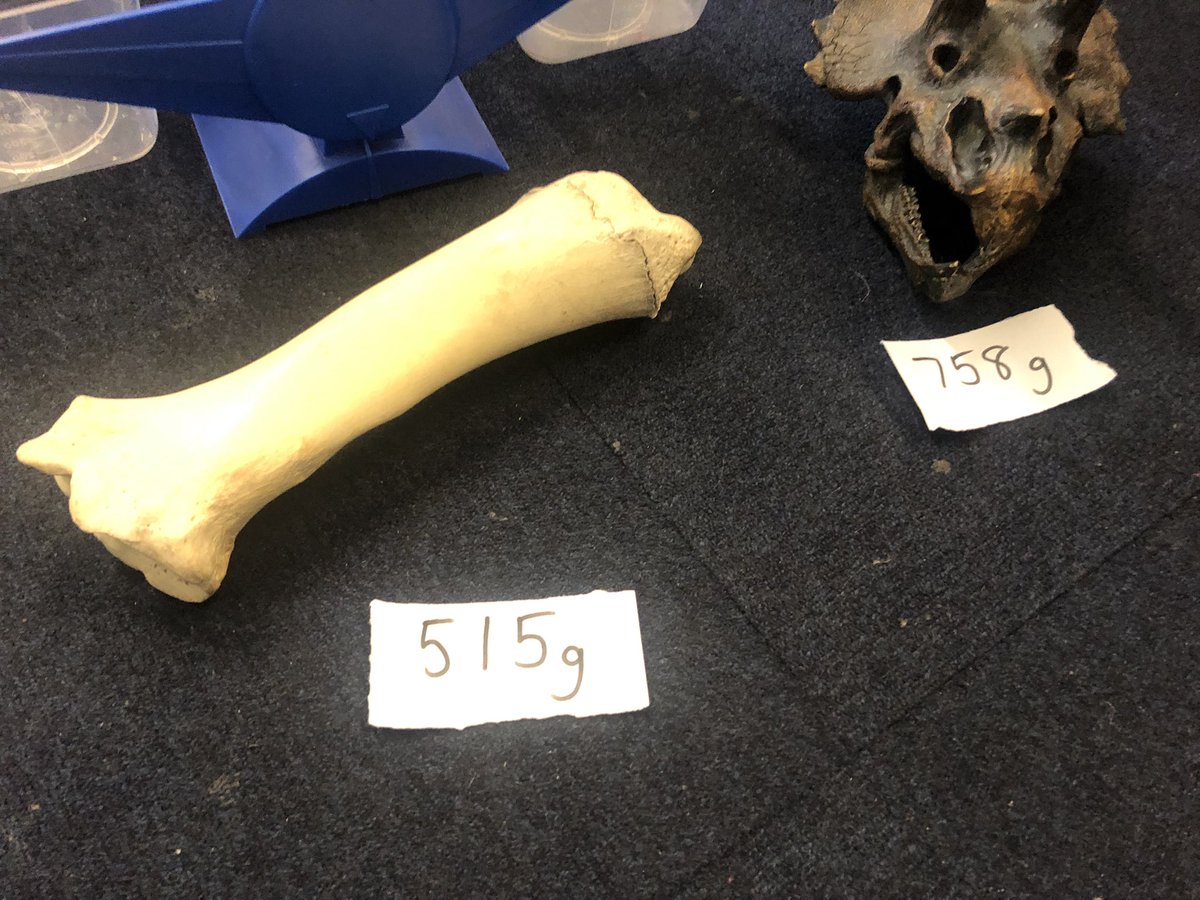 Weighing our artefacts <a href="/Museum_Cardiff/">Amgueddfa Caerdydd</a>