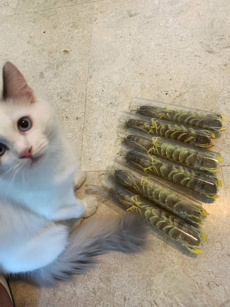 FirstCAT_web3 tweet picture