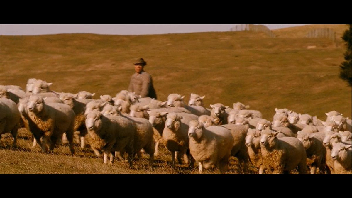 и просто немного овечек