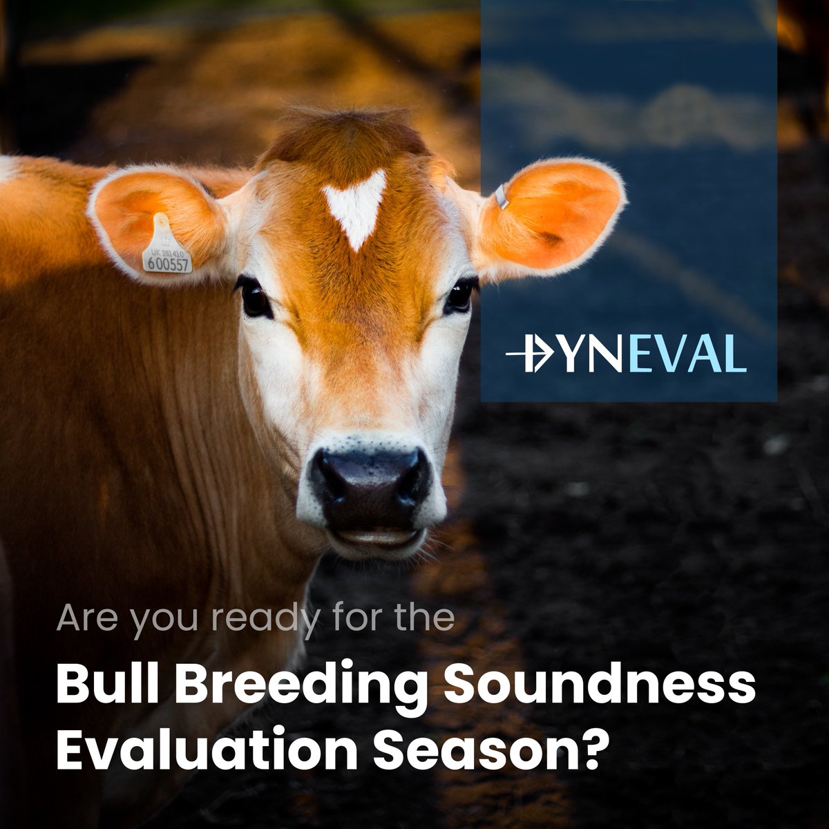 dyneval's tweet photo. Dyneval's advanced technology reduces the risk of using #bulls of inadequate #fertility. It has been shown that bulls fed to 2 years of age on high-energy diets had reduced sperm output, decreased #motility, and increased abnormalities. Learn more: https://t.co/2XIXKplHkM https://t.co/Yio4Tba4UE