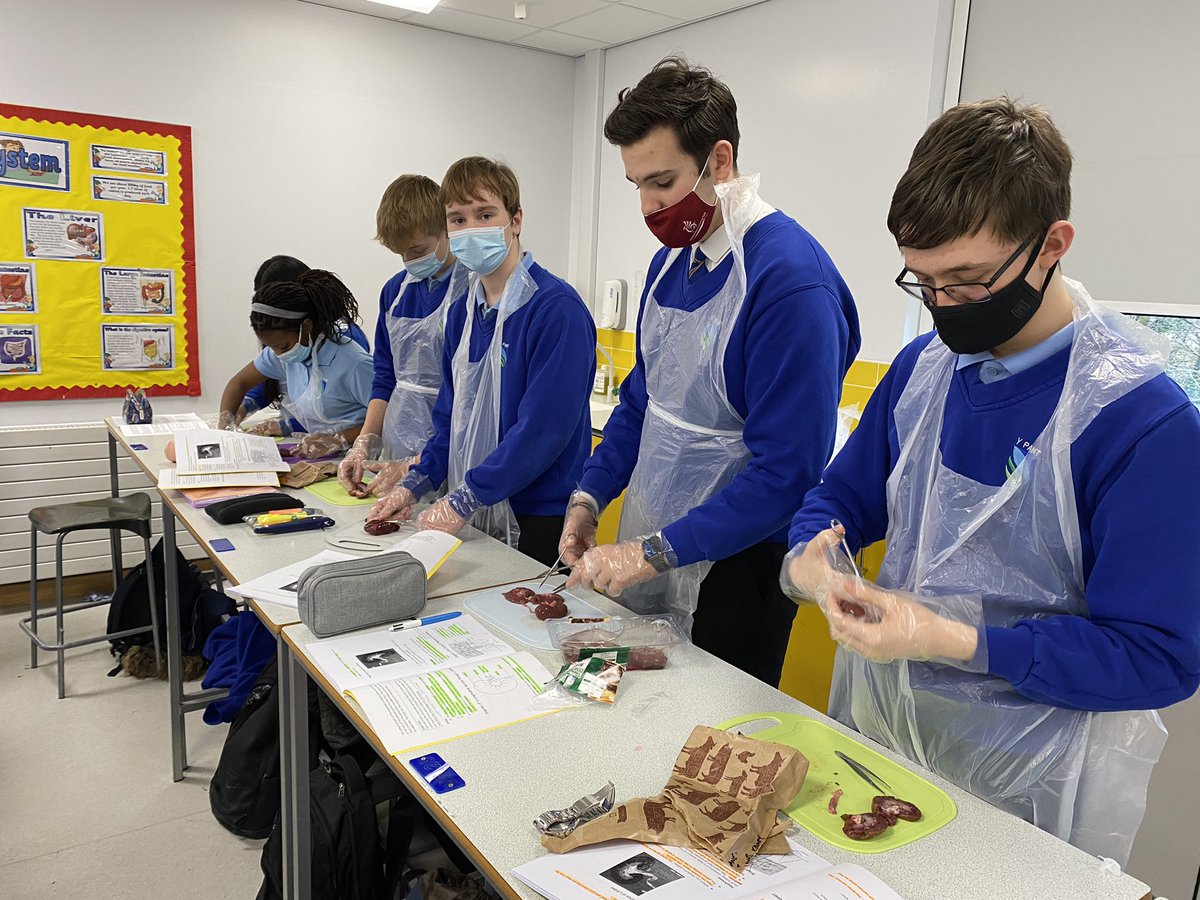 ypant_science's tweet photo. Year 11 learning about the structure and function of the kidney @YPantSchool #kidneydissection https://t.co/7hE47NJ6vA