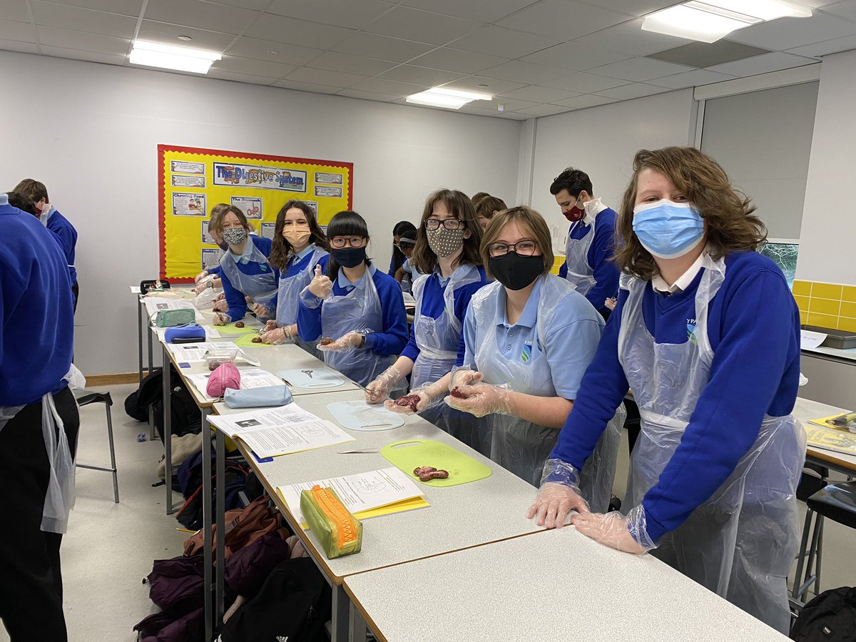 ypant_science's tweet photo. Year 11 learning about the structure and function of the kidney @YPantSchool #kidneydissection https://t.co/7hE47NJ6vA