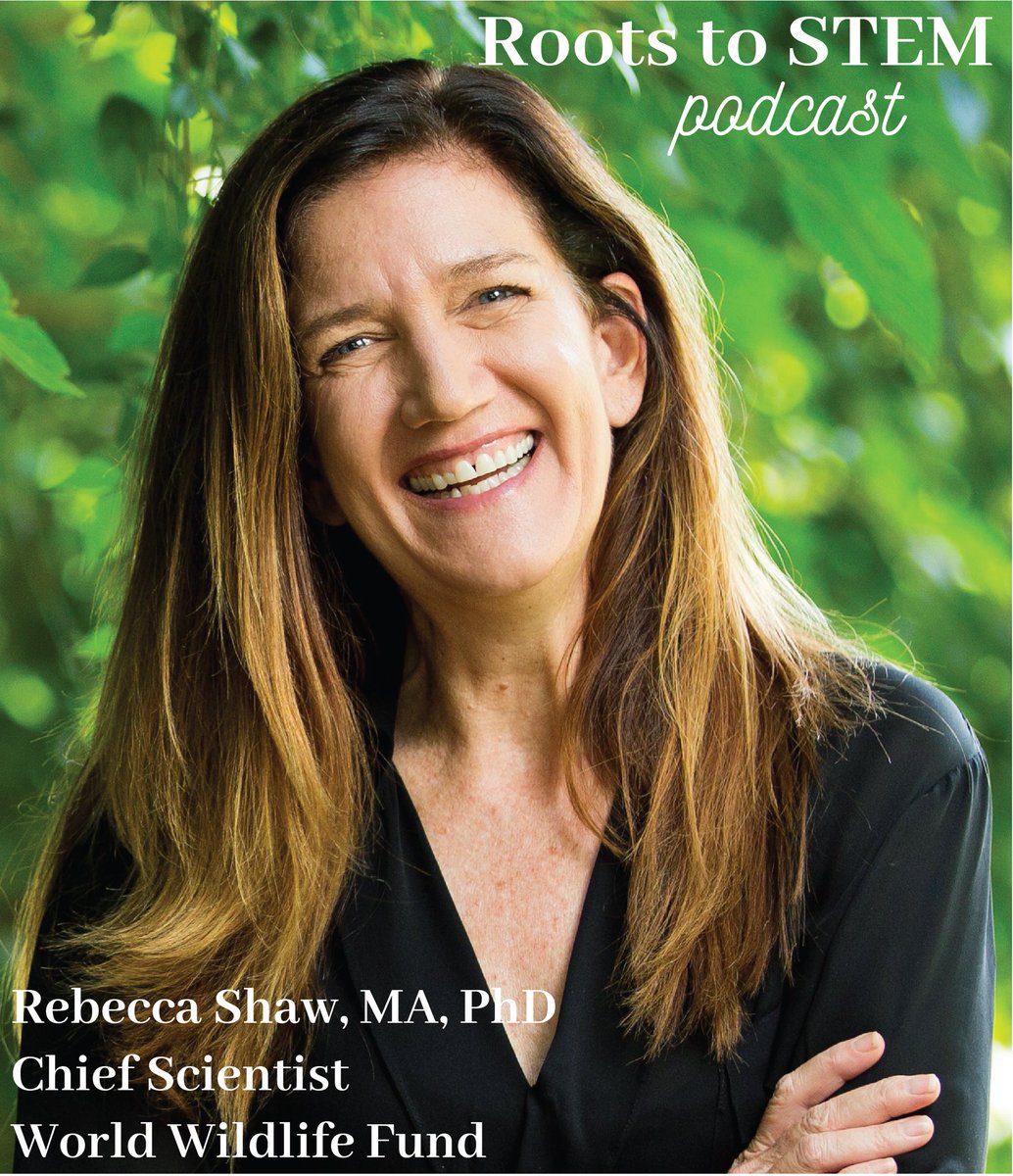 RootstoSTEMPod (@rootstostempod) on Twitter photo Really exciting new episode out today with <a href="/DrRebeccaShaw/">Dr. Rebecca Shaw</a>!
Dr. Shaw is our first interviewee outside of academia and we are excited to share all the wisdom she has as Chief Scientist of <a href="/WWFscience/">WWF Science</a>!
#phdlife #gradschool #AcademicTwitter #AcademicChatter
podbean.com/ew/pb-h5pxc-11… Really exciting new episode out today with <a href="/DrRebeccaShaw/">Dr. Rebecca Shaw</a>!
Dr. Shaw is our first interviewee outside of academia and we are excited to share all the wisdom she has as Chief Scientist of <a href="/WWFscience/">WWF Science</a>!
#phdlife #gradschool #AcademicTwitter #AcademicChatter
podbean.com/ew/pb-h5pxc-11…